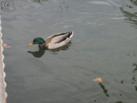 /album/fenykepgaleria/p8240720-jpg/