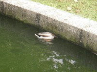 /album/fenykepgaleria/p8240722-jpg/